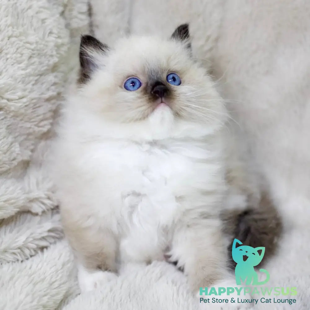 Kingston Ragdoll male black mitted - live animals