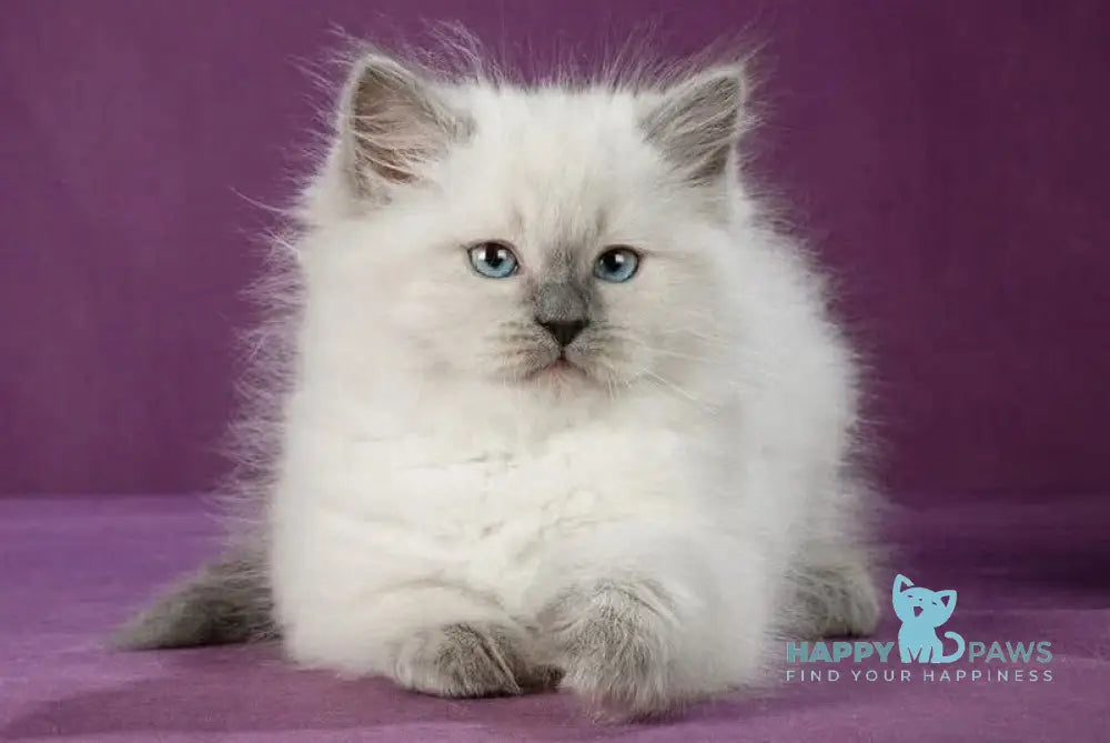 Kinza Siberian female blue pointed live animals