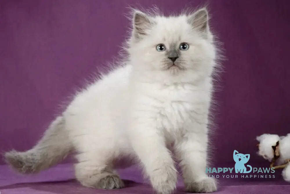 Kinza Siberian female blue pointed live animals