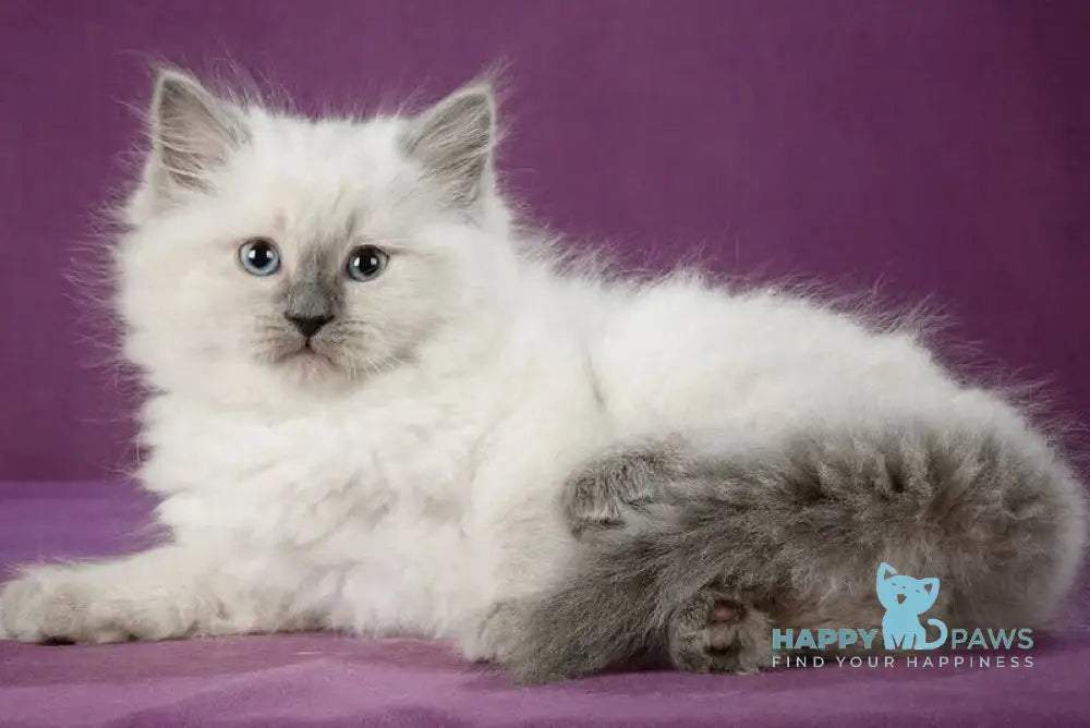 Kinza Siberian female blue pointed live animals