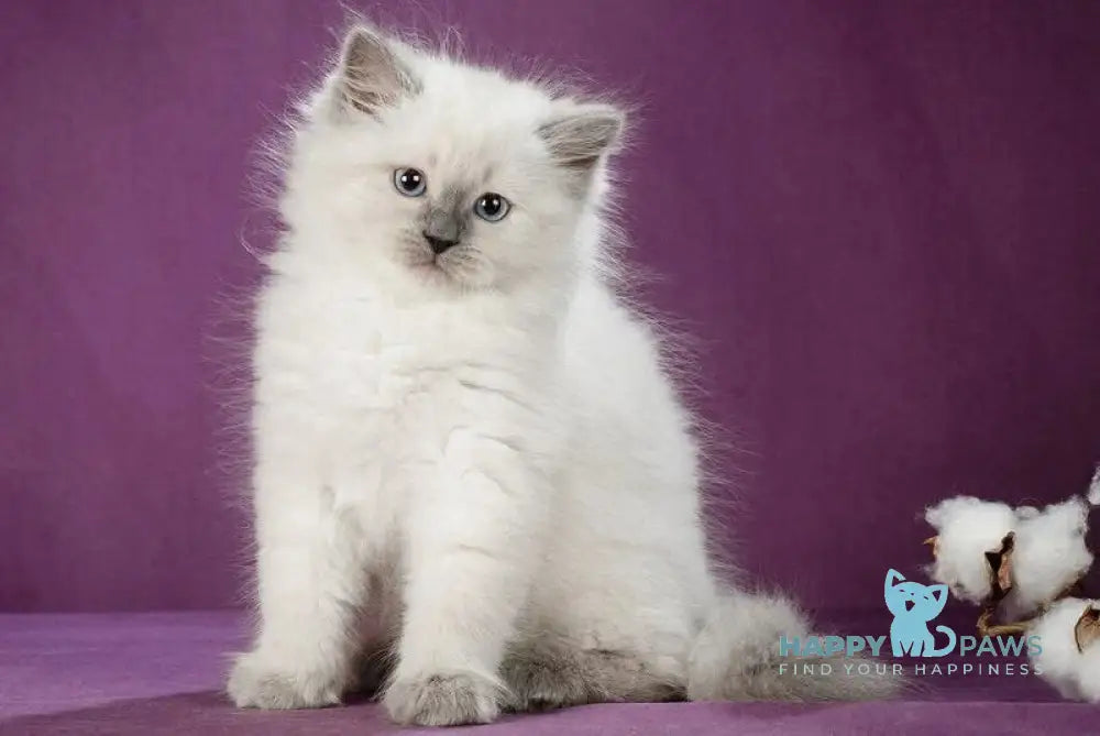Kinza Siberian female blue pointed live animals
