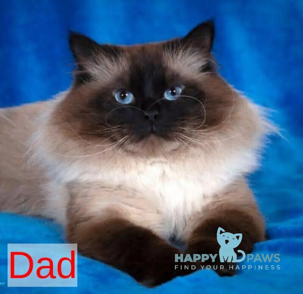 Kinza Siberian female blue pointed live animals