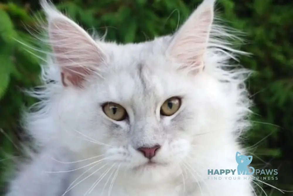 Kioto Maine Coon male black silver tabby live animals