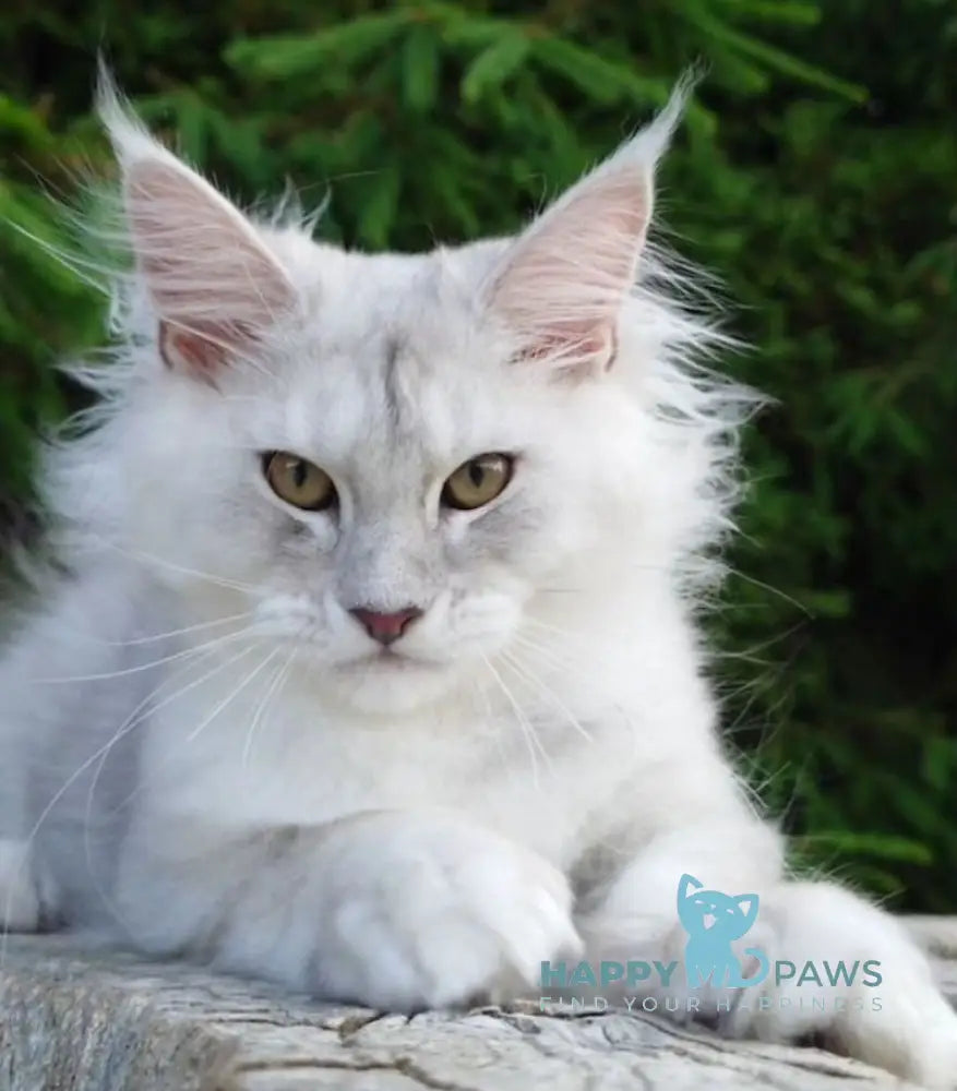 Kioto Maine Coon male black silver tabby live animals