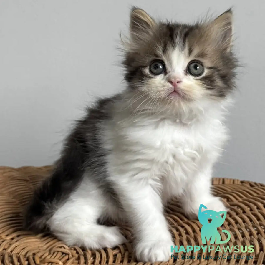Kipish Scottish Straight male black tabby bicolour - live animals