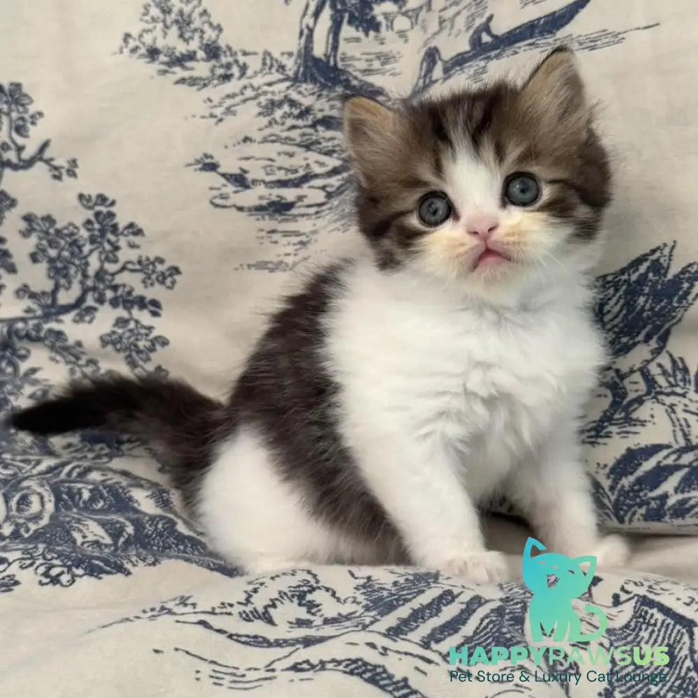 Kipish Scottish Straight male black tabby bicolour - live animals