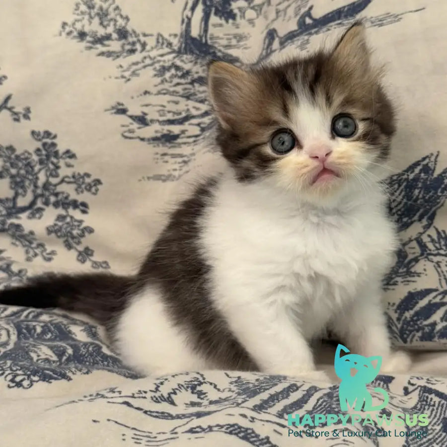 Kipish Scottish Straight male black tabby bicolour - live animals