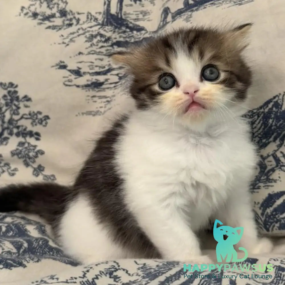 Kipish Scottish Straight male black tabby bicolour - live animals