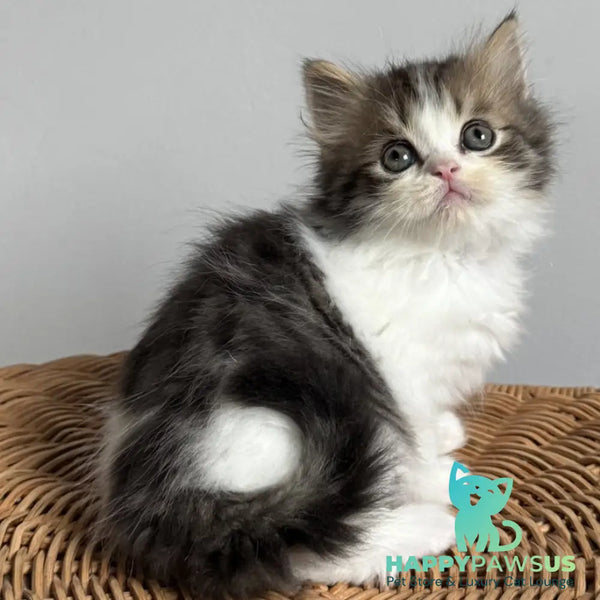 Kipish Scottish Straight male black tabby bicolour - live animals