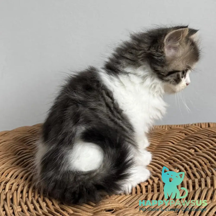 Kipish Scottish Straight male black tabby bicolour - live animals