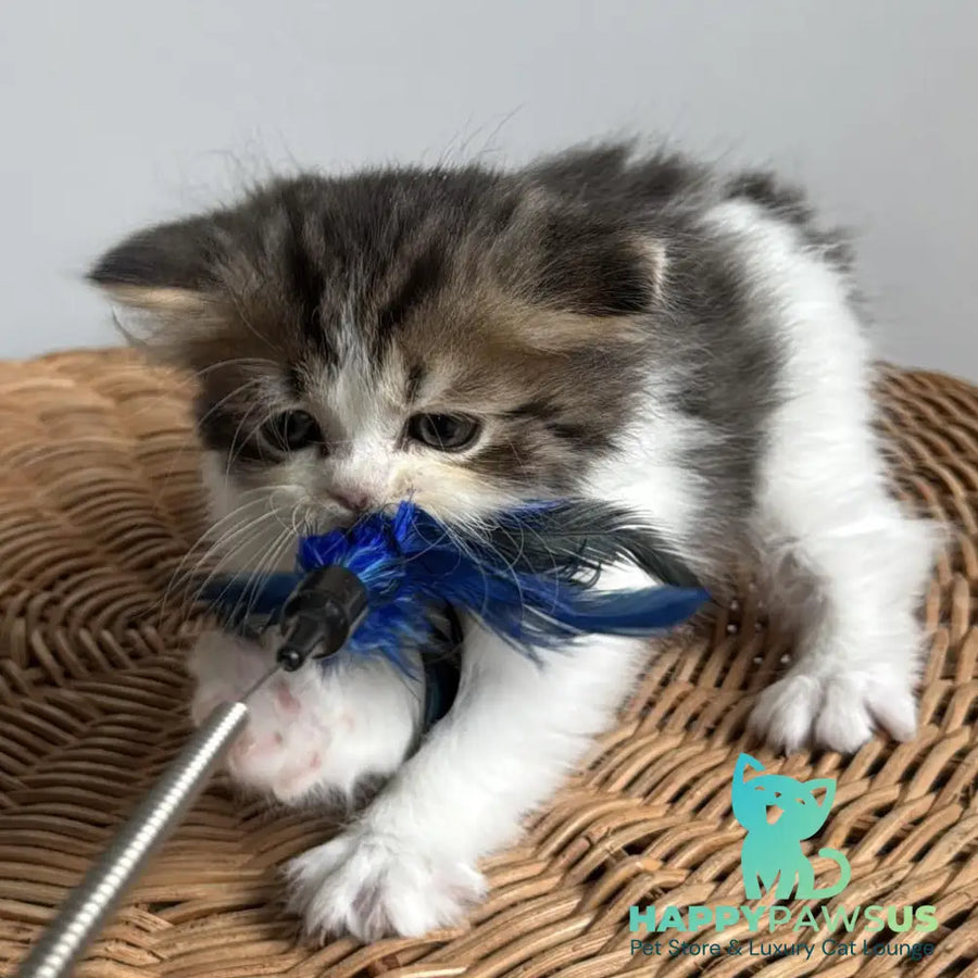 Kipish Scottish Straight male black tabby bicolour - live animals