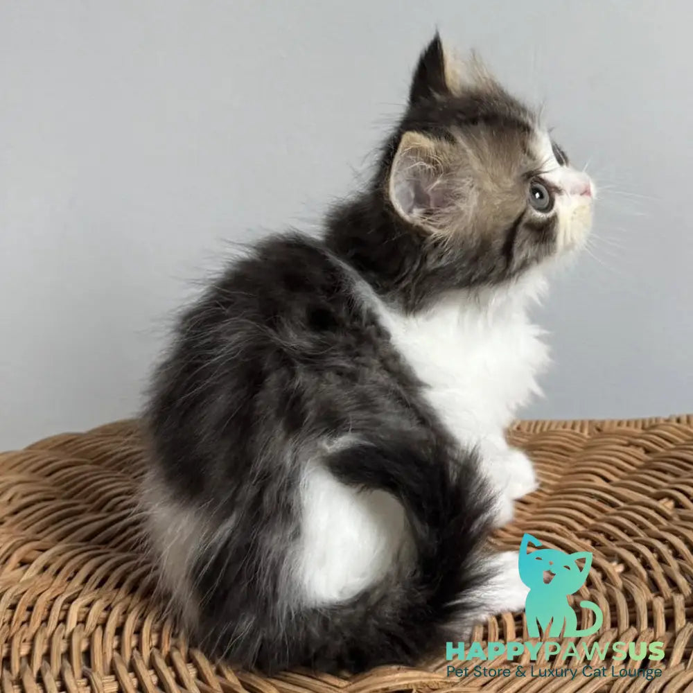 Kipish Scottish Straight male black tabby bicolour - live animals