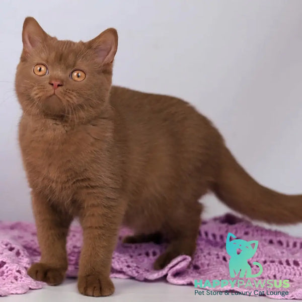 Kira British Shorthair female cinnamon - live animals