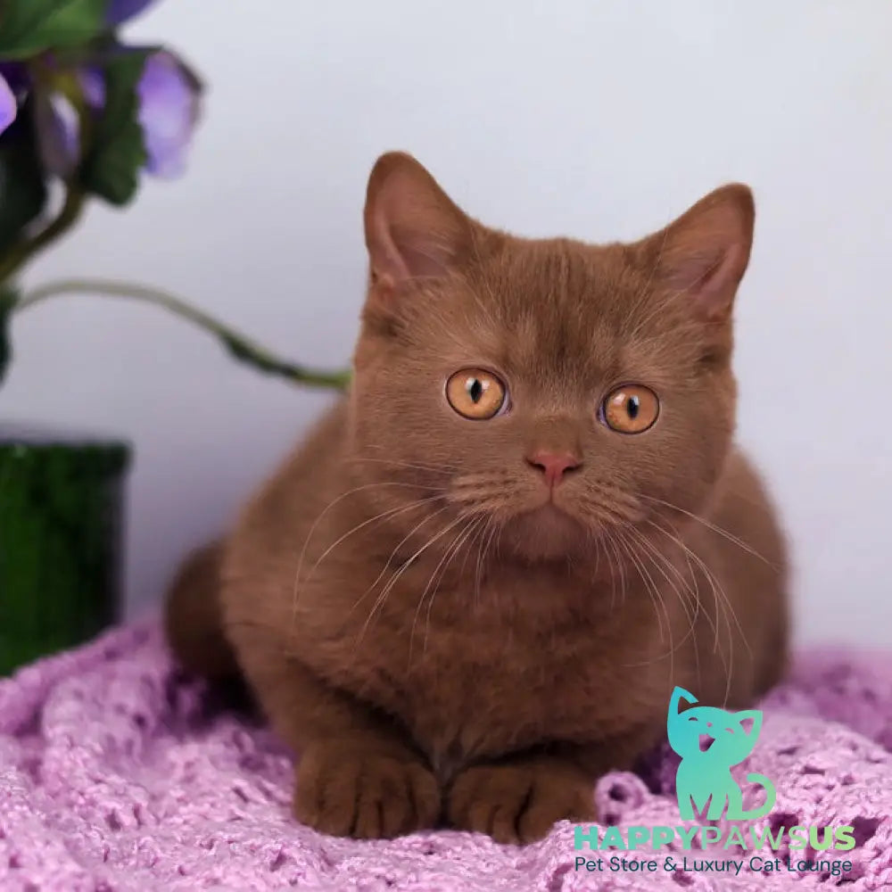 Kira British Shorthair female cinnamon - live animals
