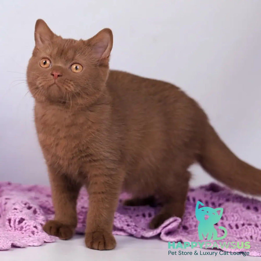 Kira British Shorthair female cinnamon - live animals