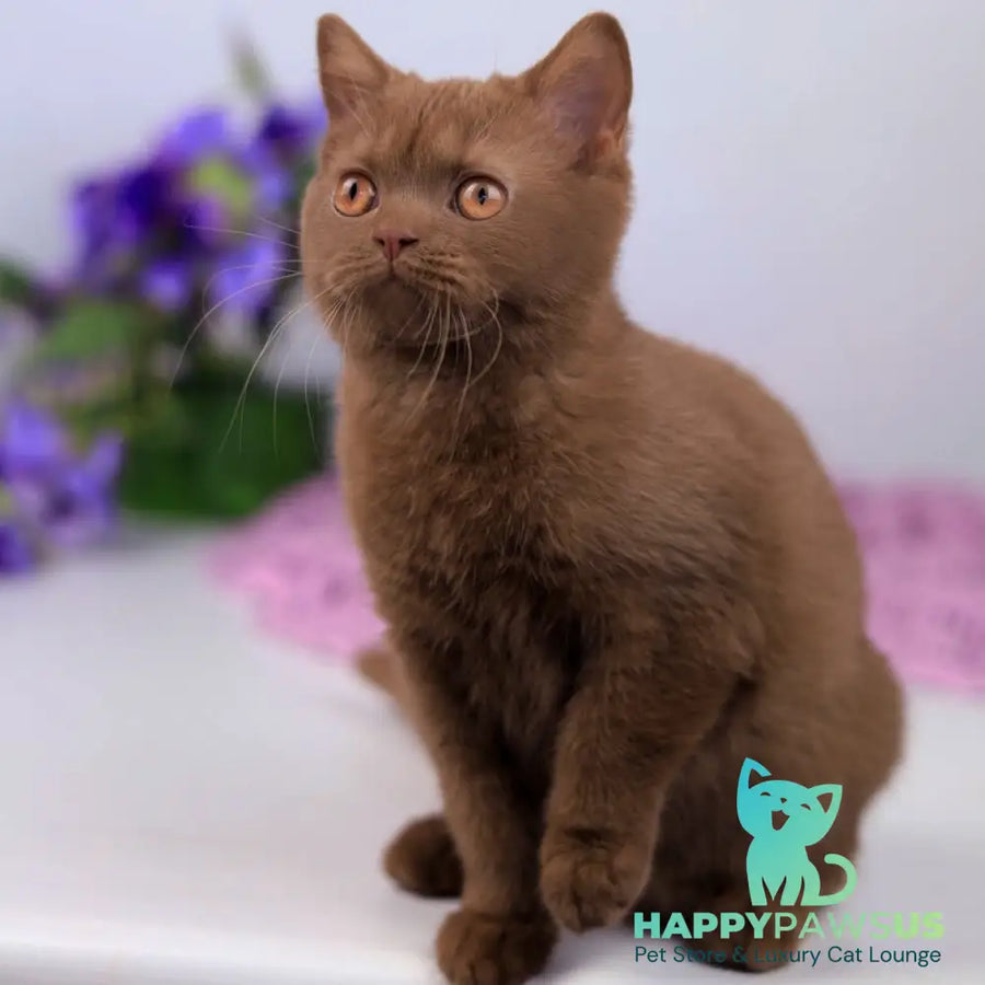 Kira British Shorthair female cinnamon - live animals