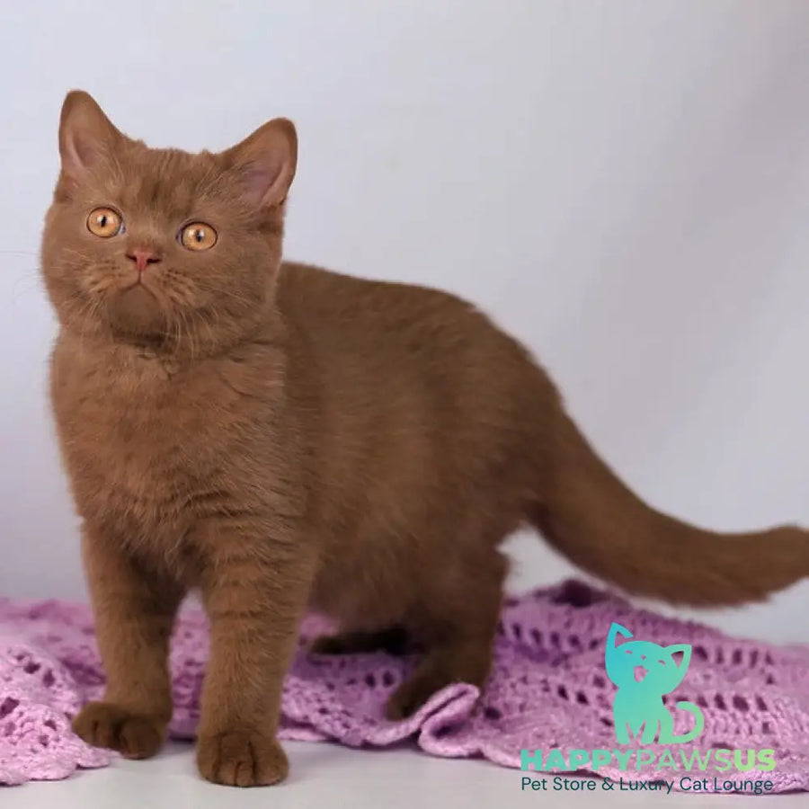 Kira British Shorthair female cinnamon - live animals