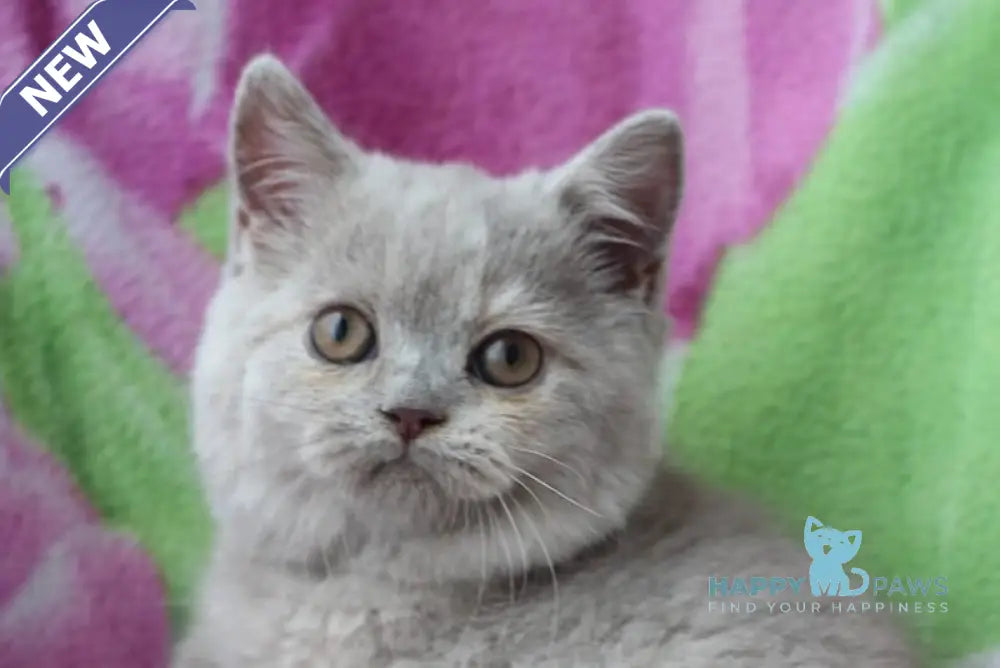 Kira British Shorthair female lilac live animals