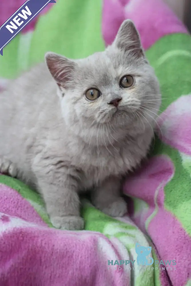 Kira British Shorthair female lilac live animals