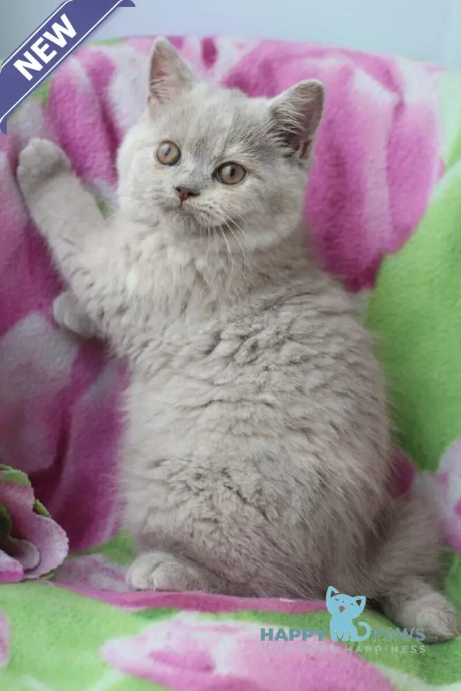 Kira British Shorthair female lilac live animals