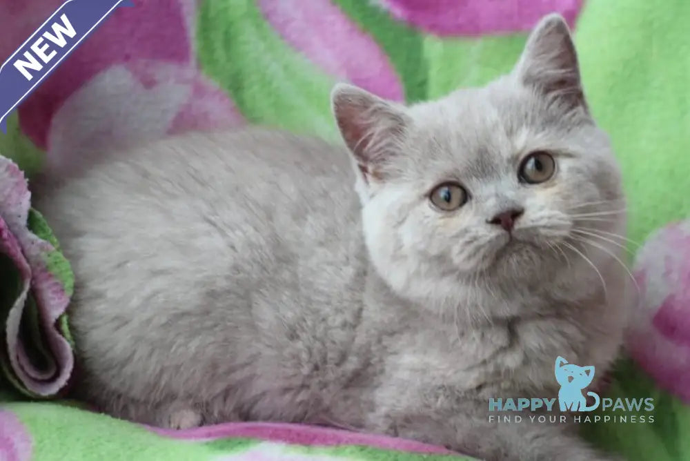 Kira British Shorthair female lilac live animals