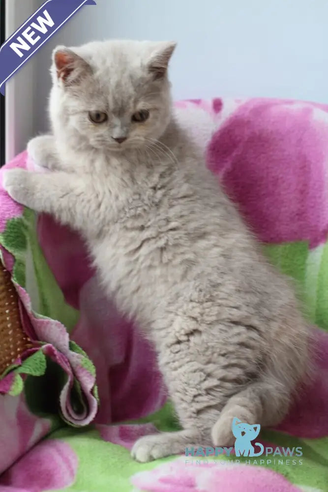 Kira British Shorthair female lilac live animals