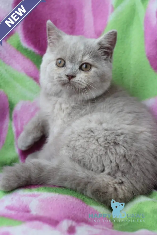 Kira British Shorthair female lilac live animals