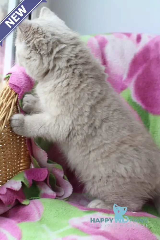 Kira British Shorthair female lilac live animals