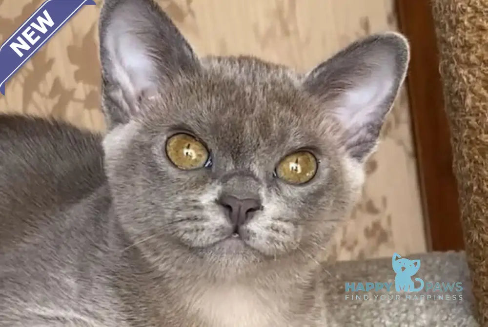 Kira Burmese female blue live animals