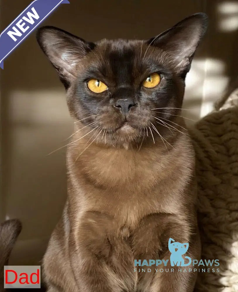 Kira Burmese female blue live animals