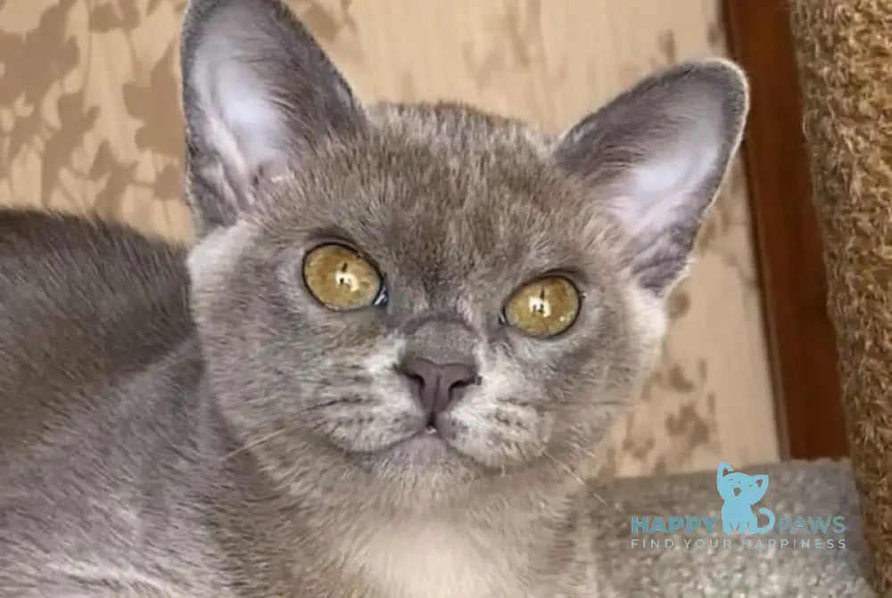 Kira Burmese female blue live animals