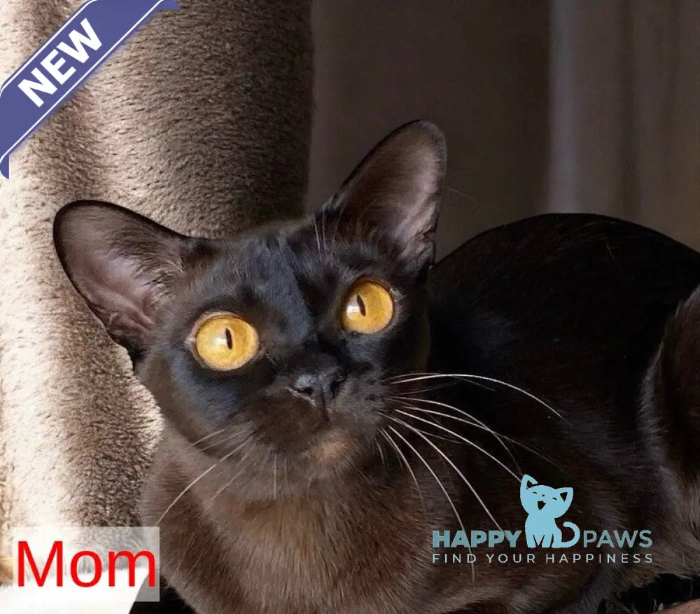 Kira Burmese female blue live animals