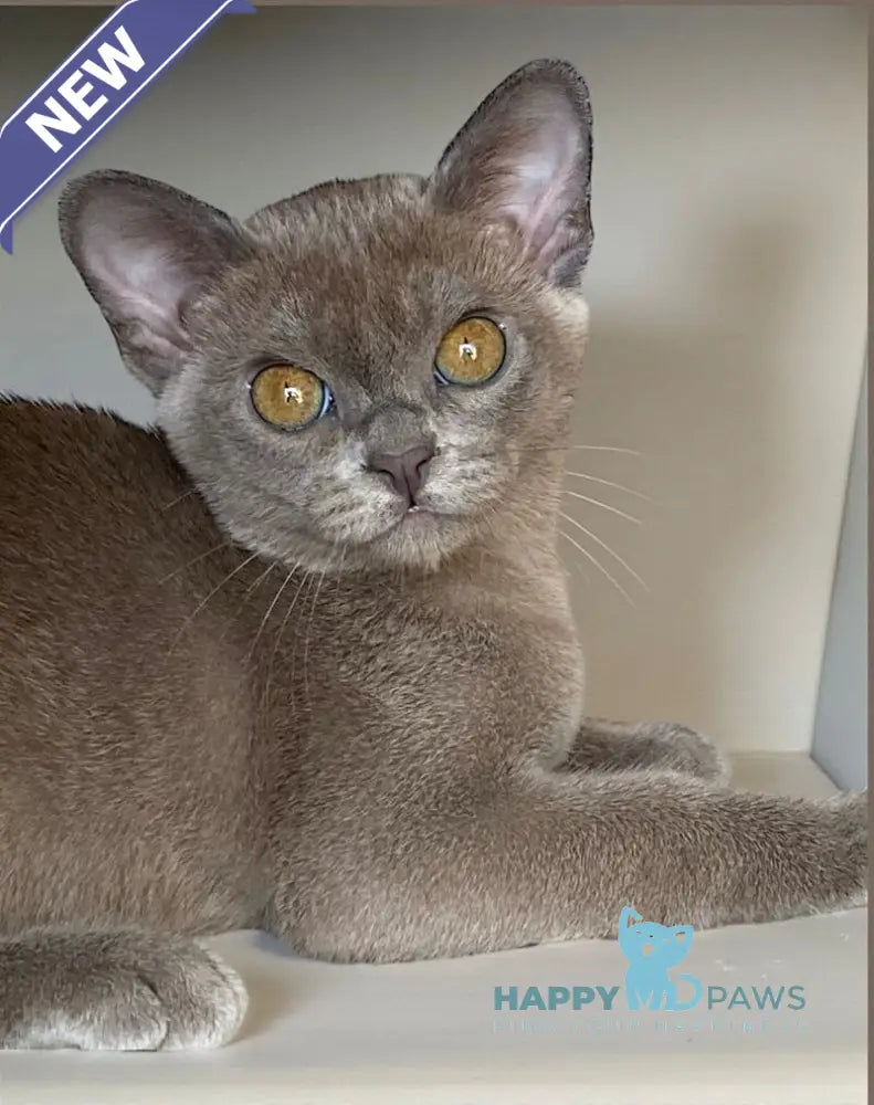 Kira Burmese female blue live animals