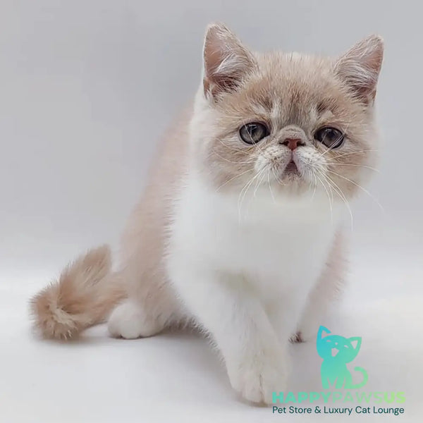 Kira Exotic female cream bicolour - live animals