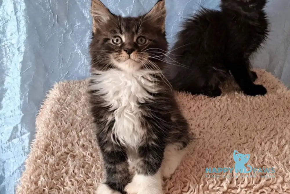 Kira Maine Coon female black bicolor live animals