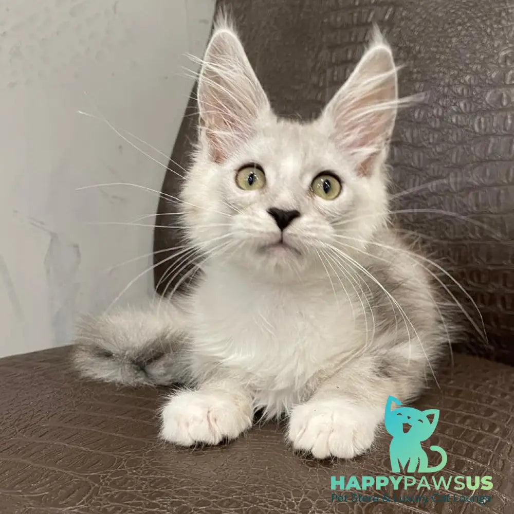 Kira Maine Coon female black silver bicolour ticked tabby - live animals