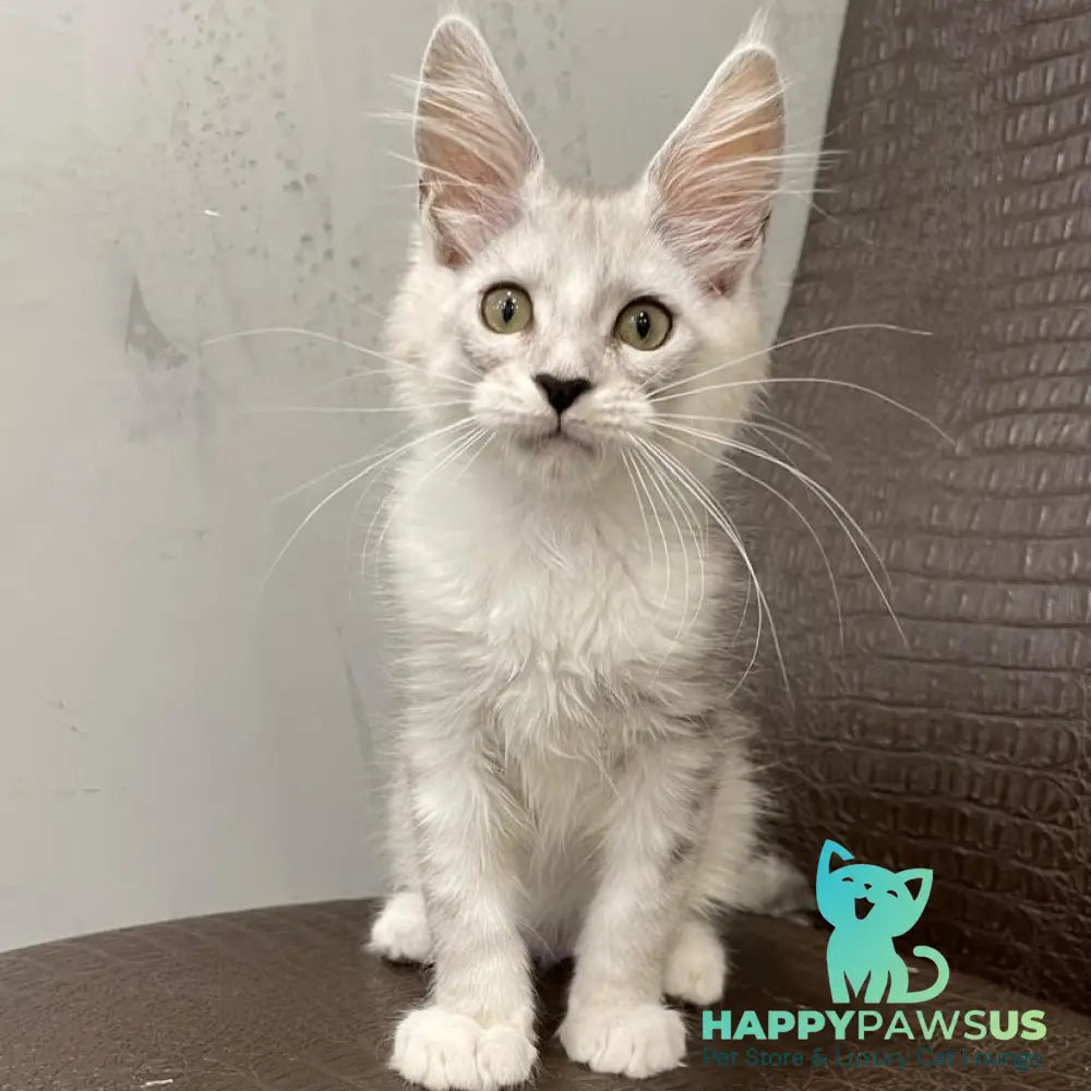 Kira Maine Coon female black silver bicolour ticked tabby - live animals