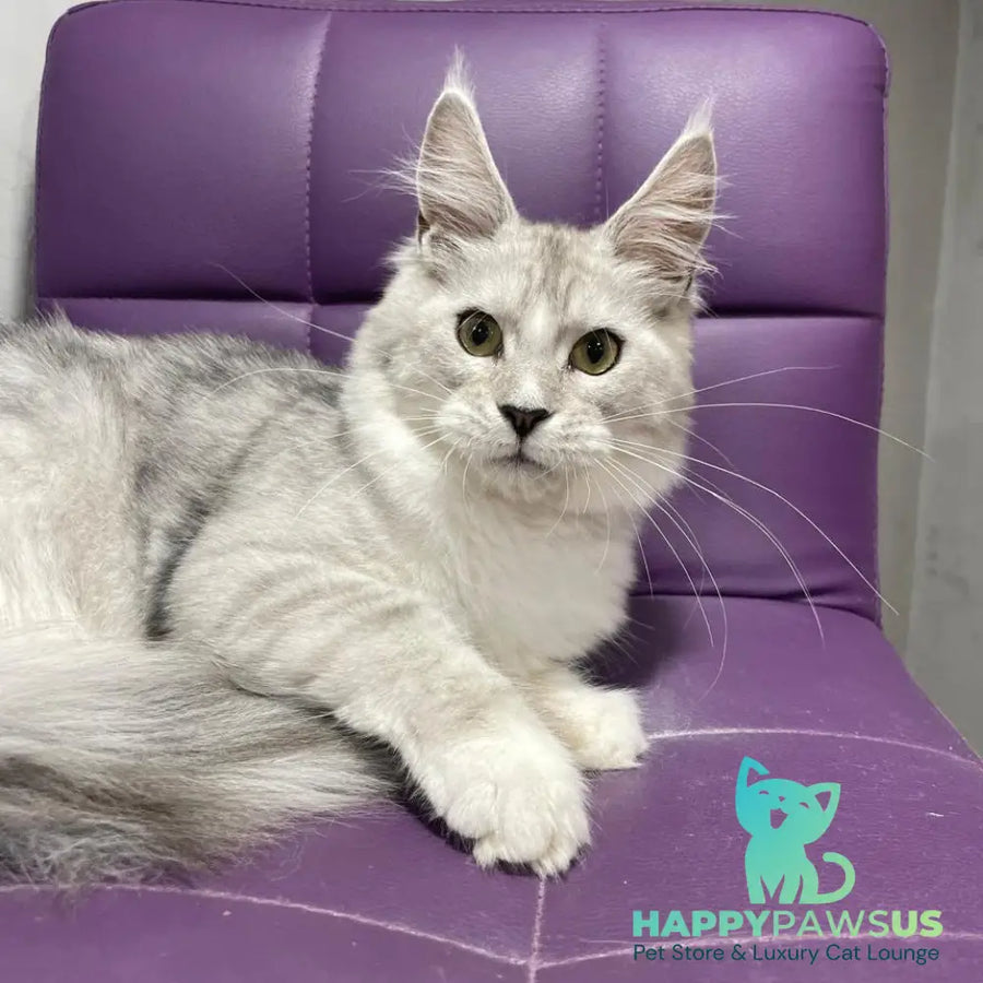 Kira Maine Coon female black silver bicolour ticked tabby - live animals
