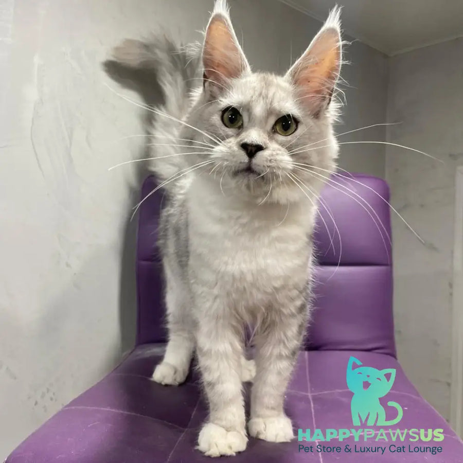Kira Maine Coon female black silver bicolour ticked tabby - live animals