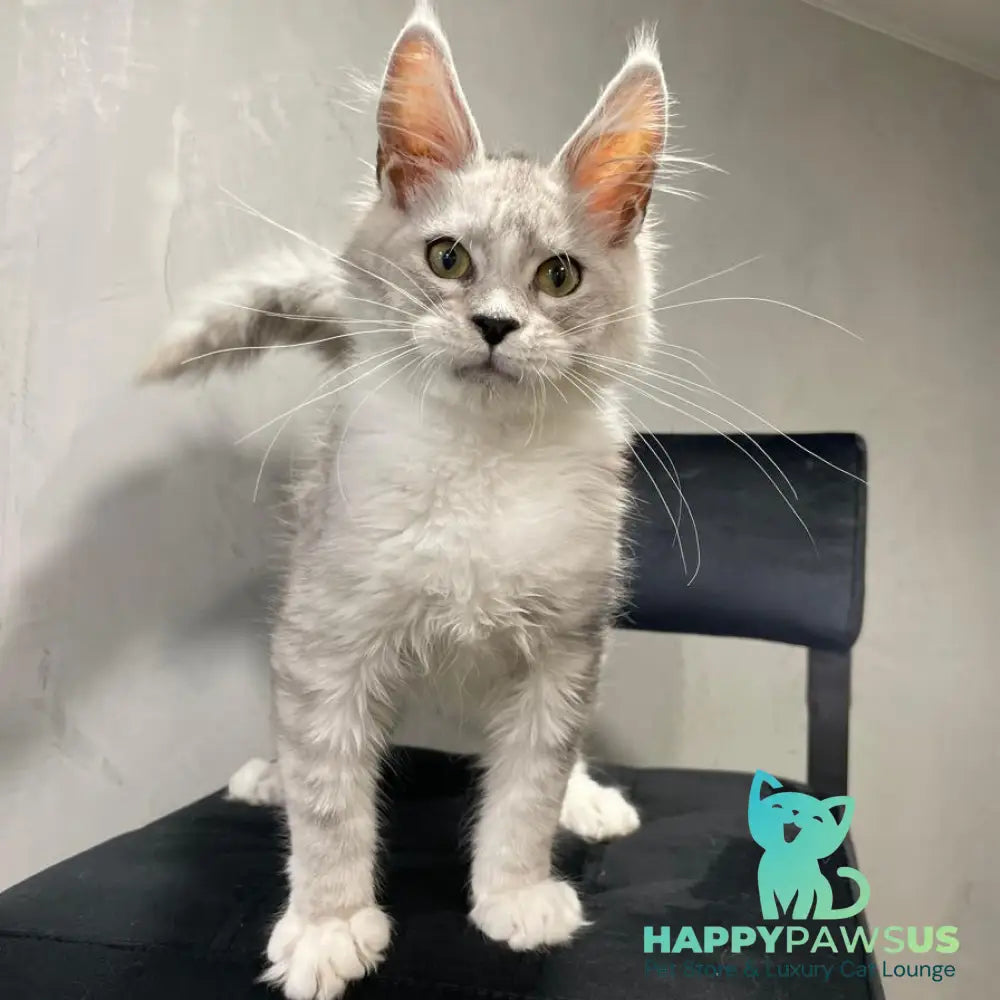 Kira Maine Coon female black silver bicolour ticked tabby - live animals