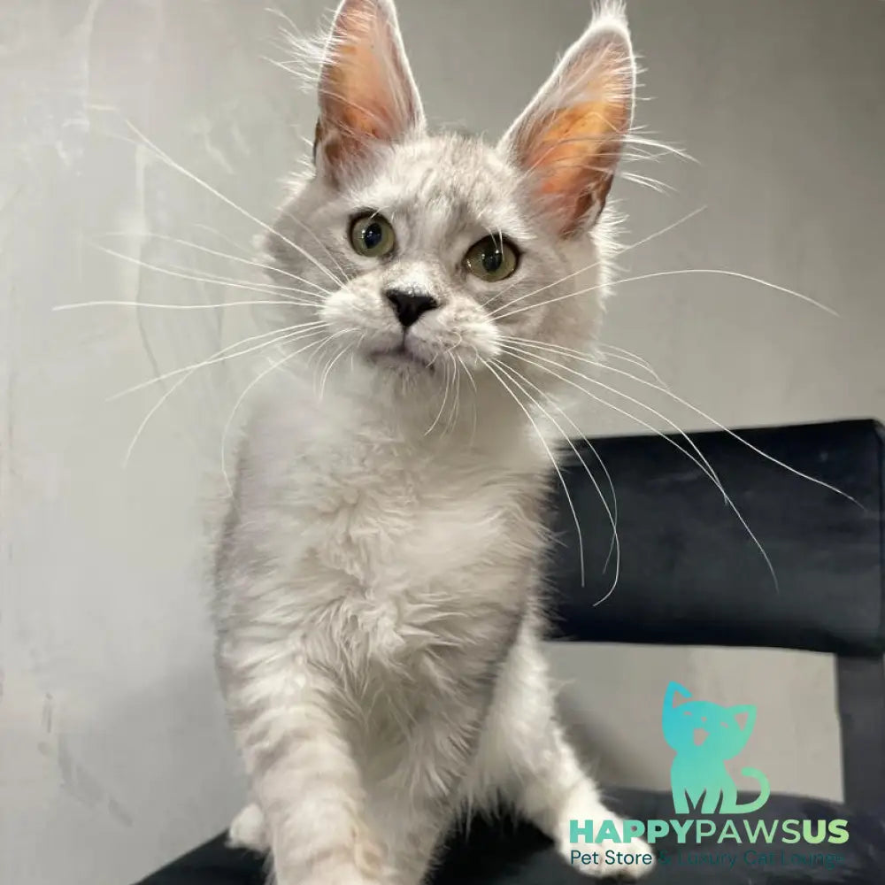 Kira Maine Coon female black silver bicolour ticked tabby - live animals
