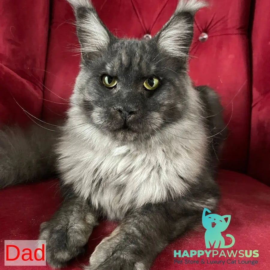 Kira Maine Coon female black silver bicolour ticked tabby - live animals