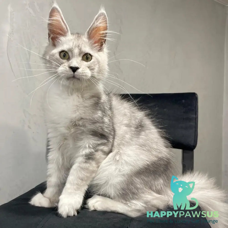 Kira Maine Coon female black silver bicolour ticked tabby - live animals