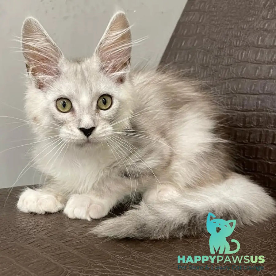 Kira Maine Coon female black silver bicolour ticked tabby - live animals