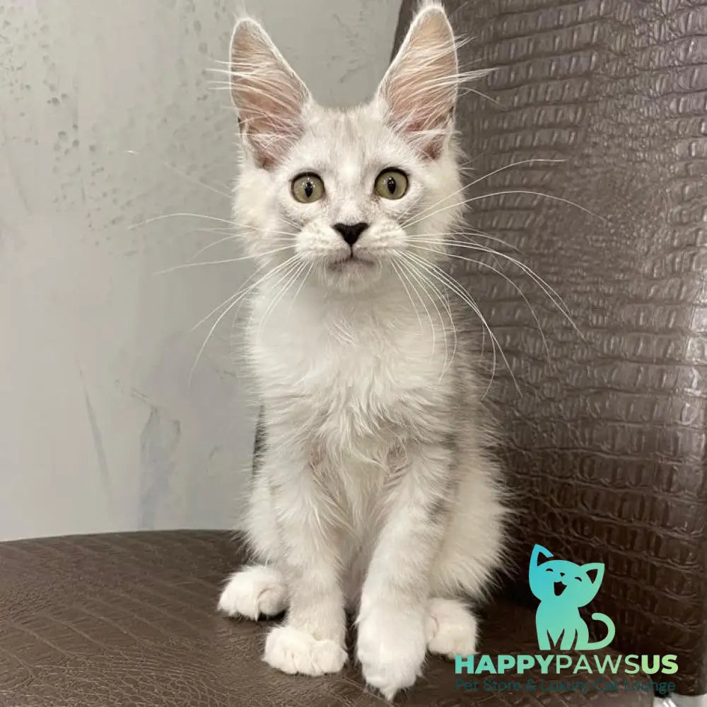 Kira Maine Coon female black silver bicolour ticked tabby - live animals