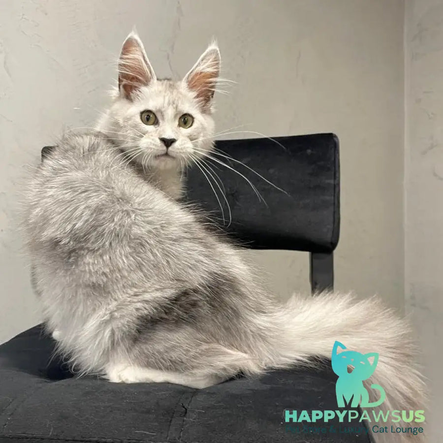 Kira Maine Coon female black silver bicolour ticked tabby - live animals