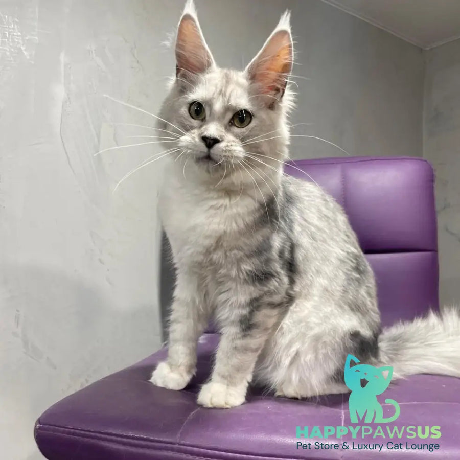Kira Maine Coon female black silver bicolour ticked tabby - live animals