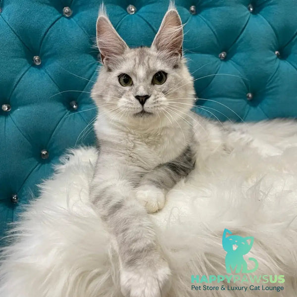 Kira Maine Coon female black silver bicolour ticked tabby - live animals