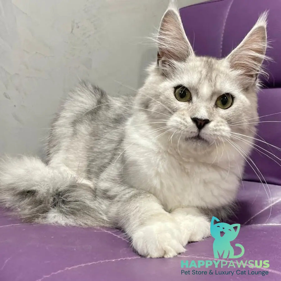 Kira Maine Coon female black silver bicolour ticked tabby - live animals