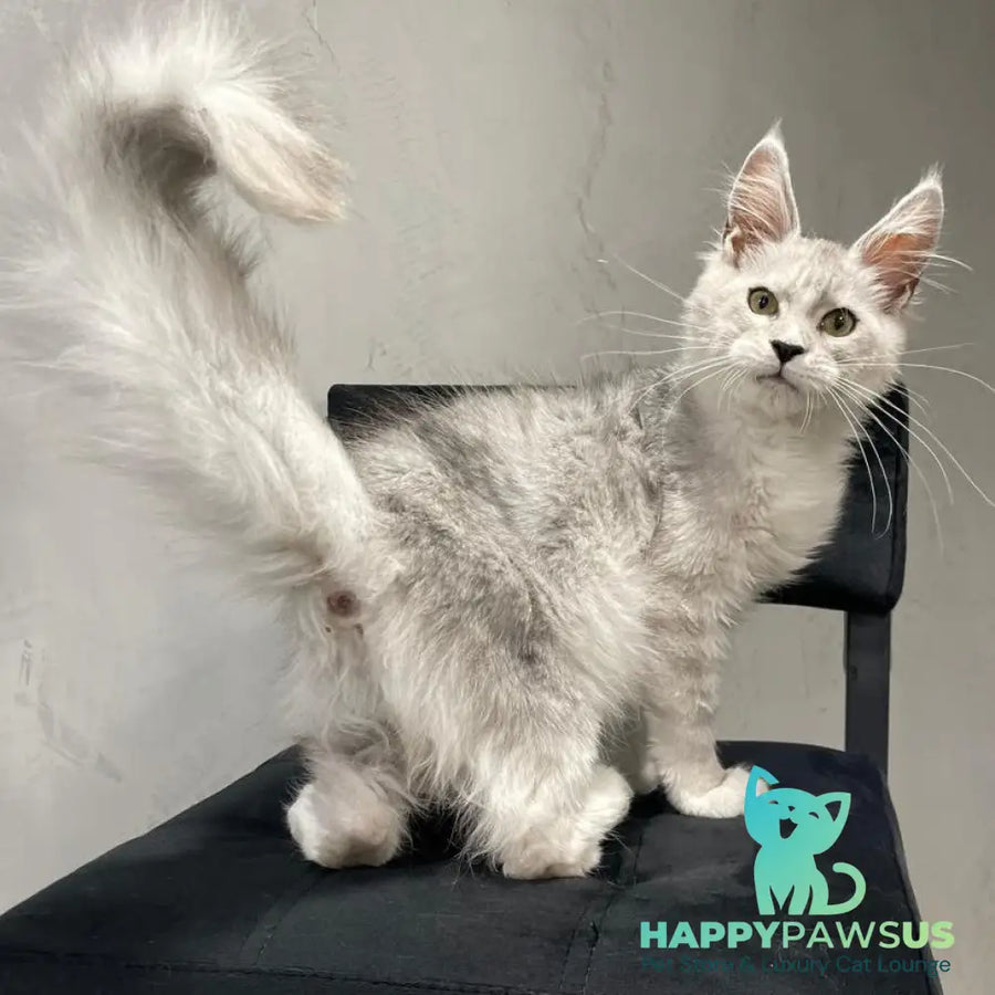 Kira Maine Coon female black silver bicolour ticked tabby - live animals